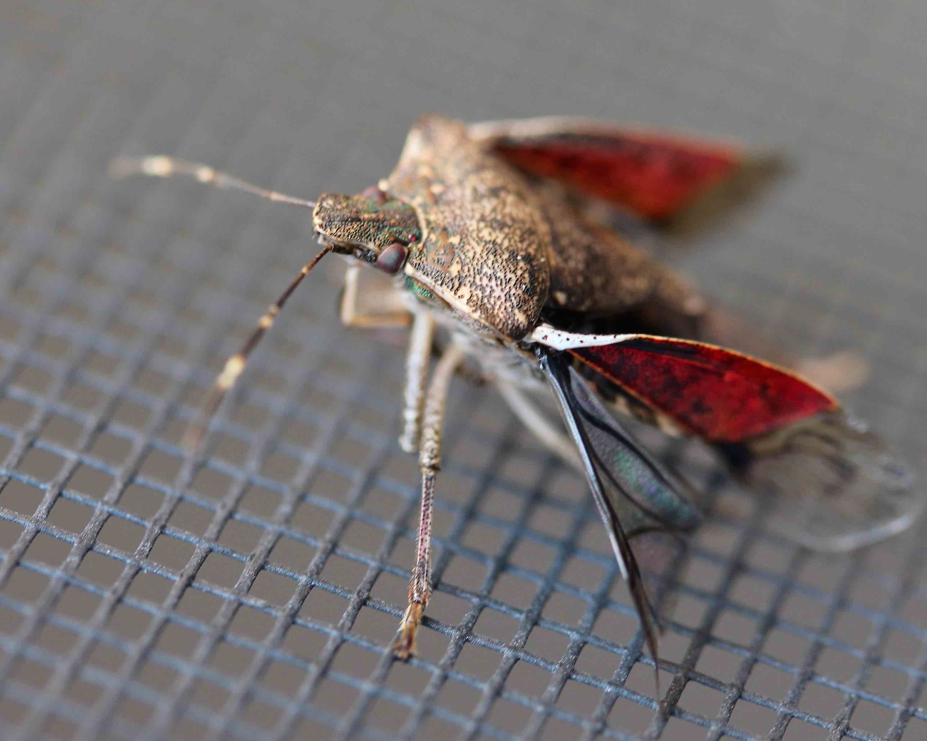 Stinkbug Bedford County Pest Control