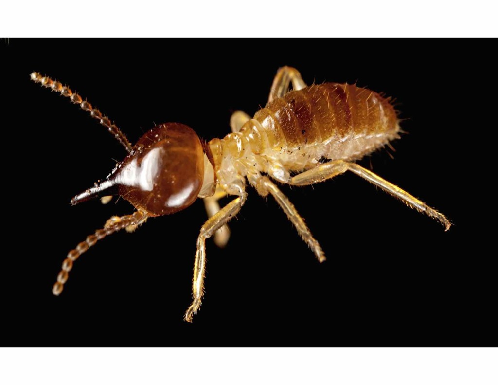 Termite 3 Bedford County Pest Control