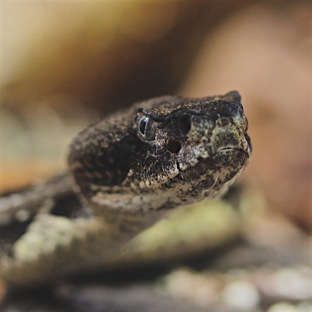 IMG_2834 copy Bedford County Pest Control