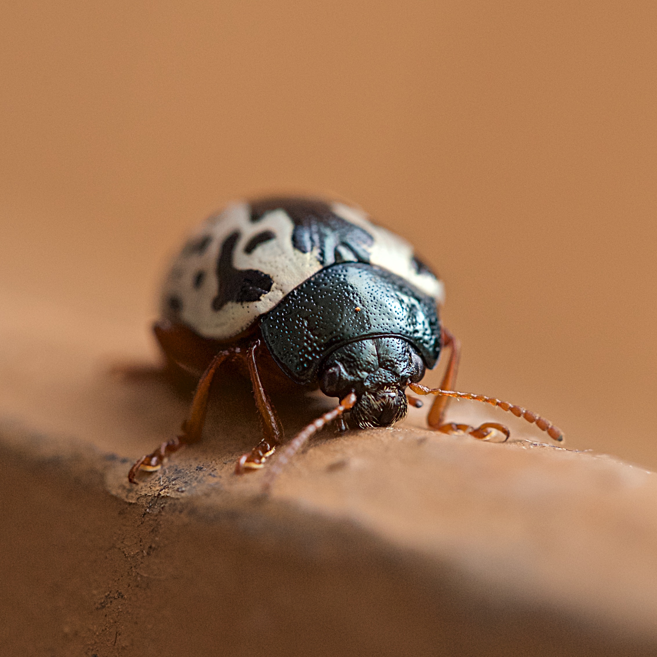 IMG_9755 20170729 at 153651 Bedford County Pest Control