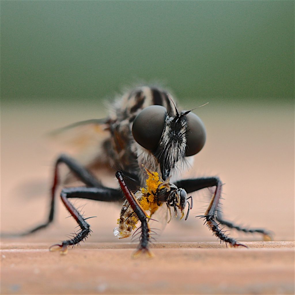 Pest Facts Bedford County Pest Control