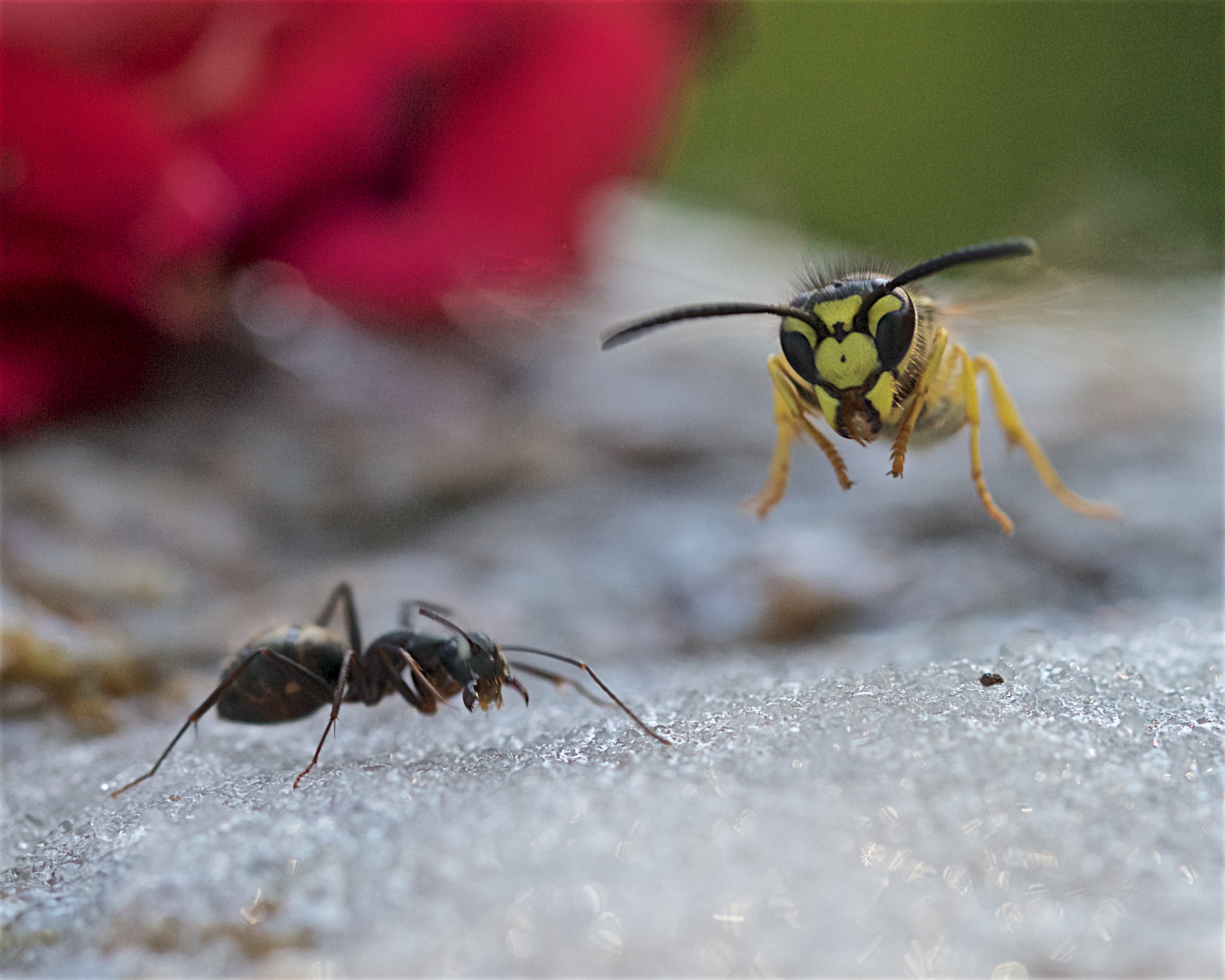 _MG_0445 20160820 at 100651 Bedford County Pest Control